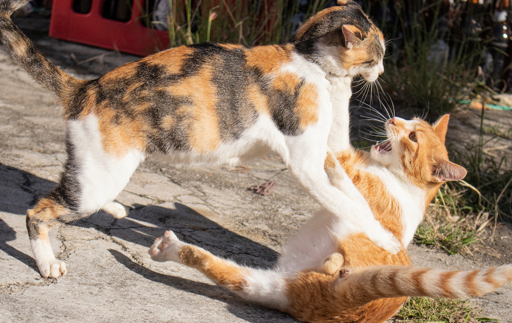 Cats fighting in the street