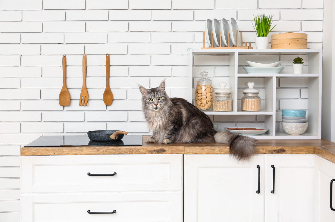 Maine Coon Cat on Counter in Kitchen