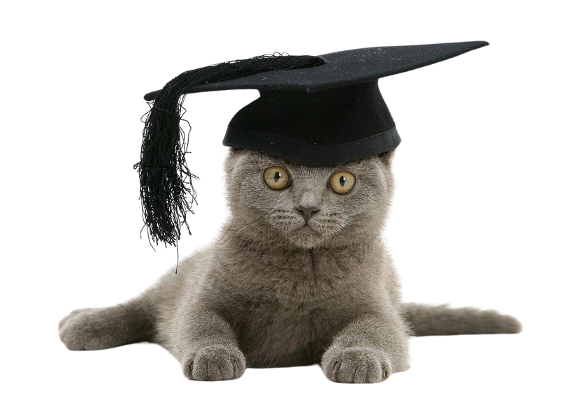 kitten graduating from kitten kindergarten, cat graduating from behavior classes