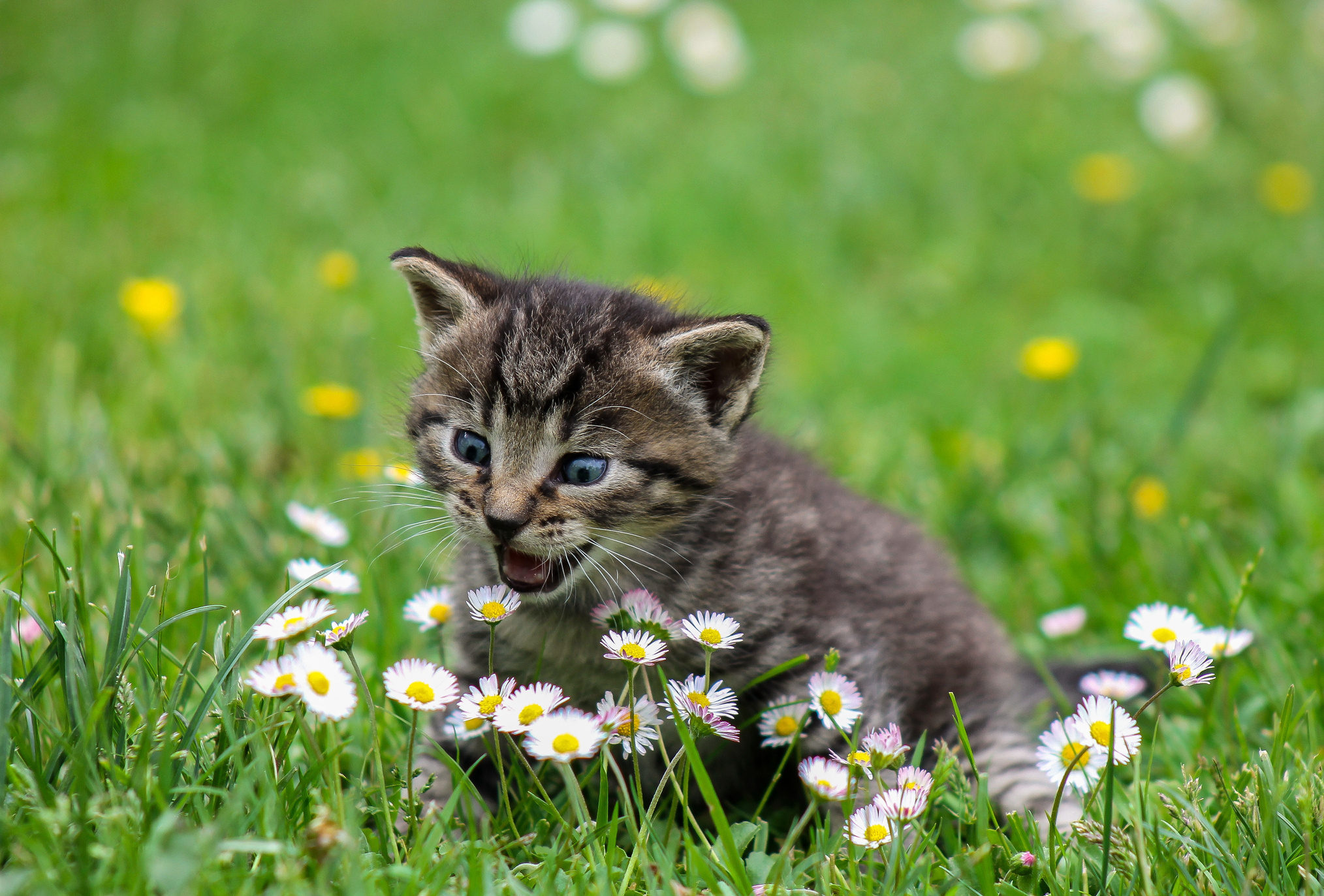 Little Kitten on the Grass